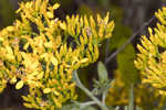 Woody goldenrod